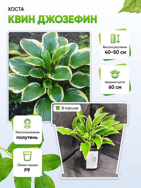 Хоста Квин Джозефин 